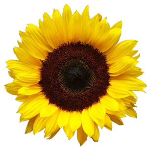 Sunflower PNG-13372